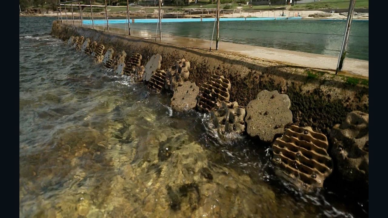 CNNE 1425940 - estas costas artificiales pueden ayudar a restaurar ecosistemas marinos