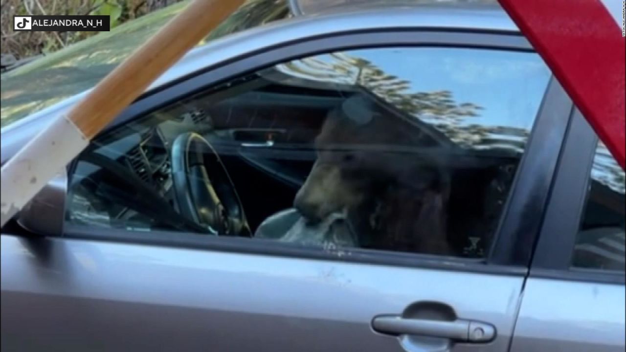 CNNE 1426027 - una mujer graba a un oso que se metio en su automovil