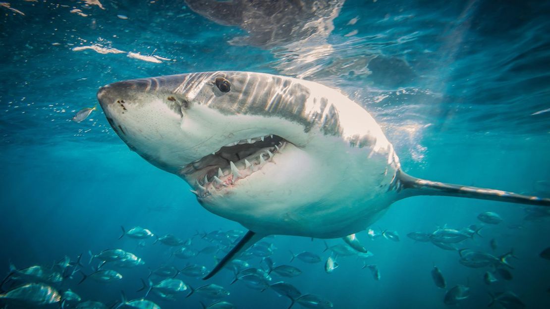 El tiburón blanco es una de las criaturas marinas más atemorizantes, pero incluso él puede ser presa de las orcas.