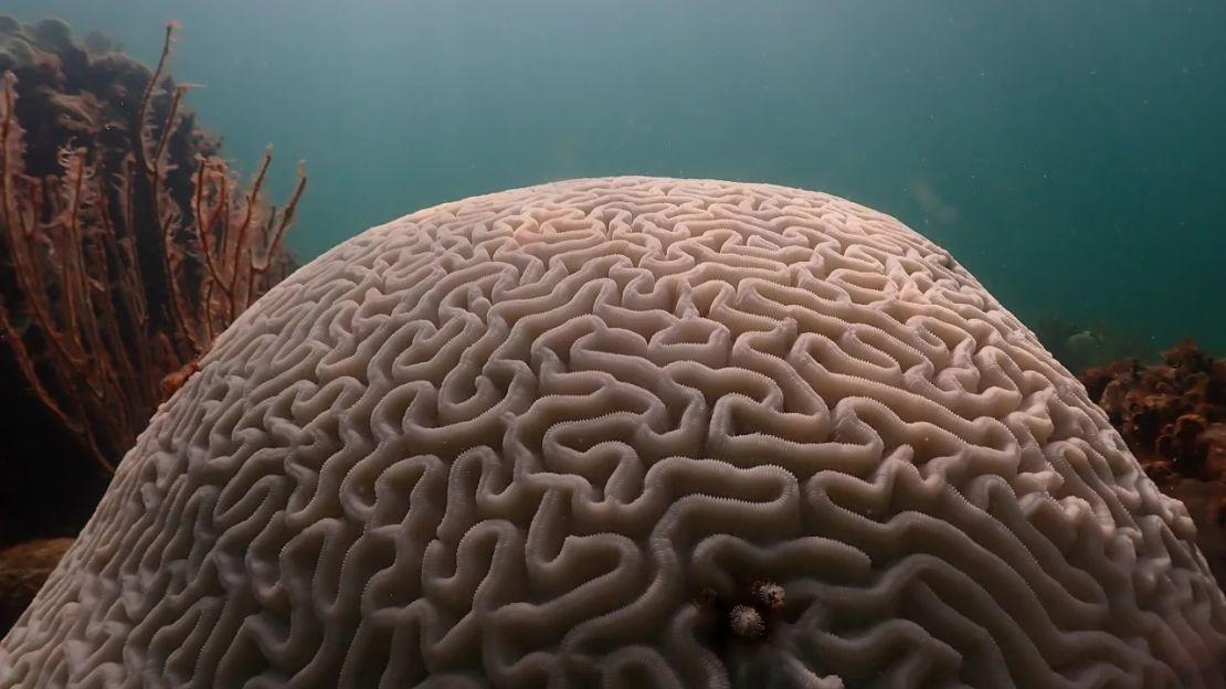 Blanqueamiento de coral visto en Cheeca Rocks frente a Islamorada en los Cayos de Florida.