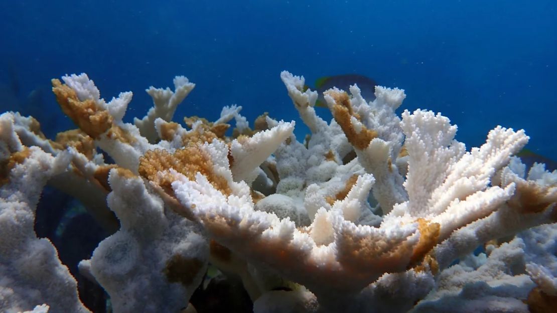 Coral muerto en el arrecife Sombrero.