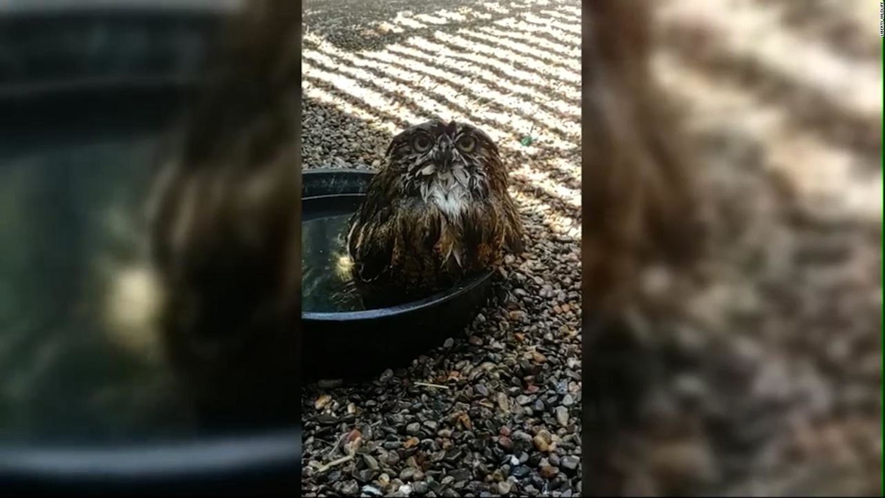 CNNE 1427762 - animales son victimas del calor extremo en arizona