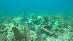 CNNE 1427831 - asi destruye la alta temperatura del agua el coral de la florida