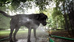 CNNE 1427943 - veterinario comparte sus tips para cuidar a tu mascota del calor