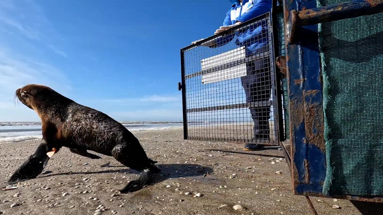 CNNE 1428235 - liberan a un pequeno lobo marino herido en argentina