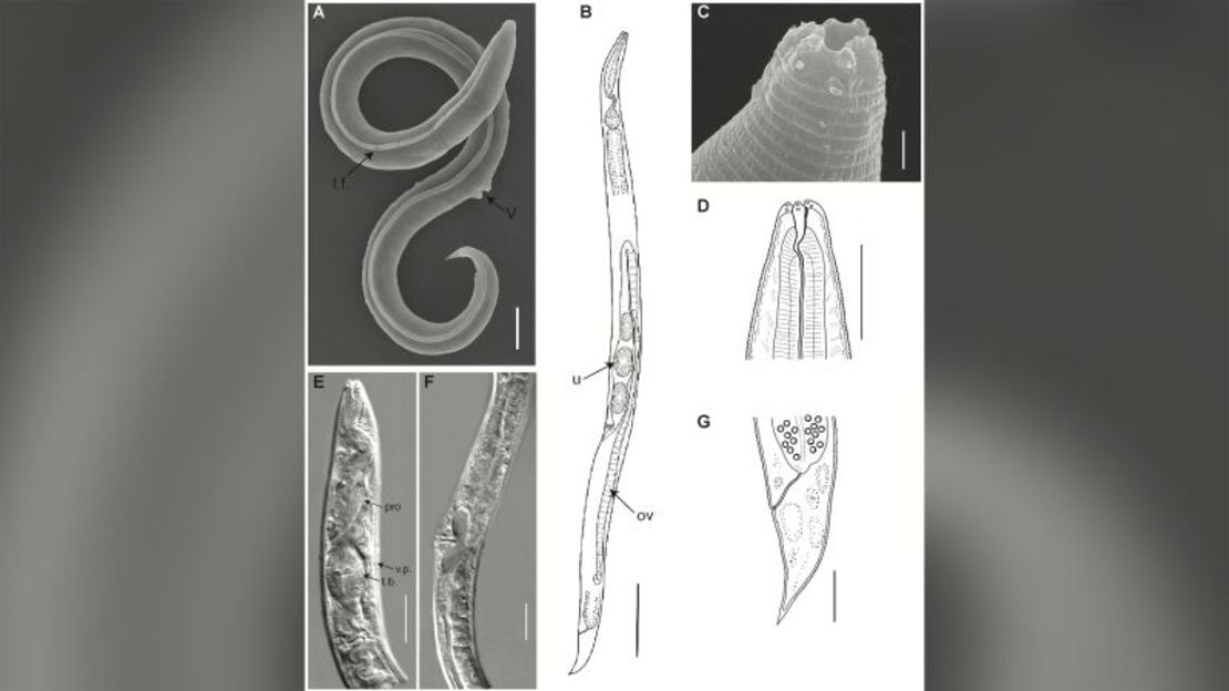 El gusano fue encontrado en el permafrost siberiano. Shatilovich et al, 2023, PLOS Genetics, CC-BY 4.0