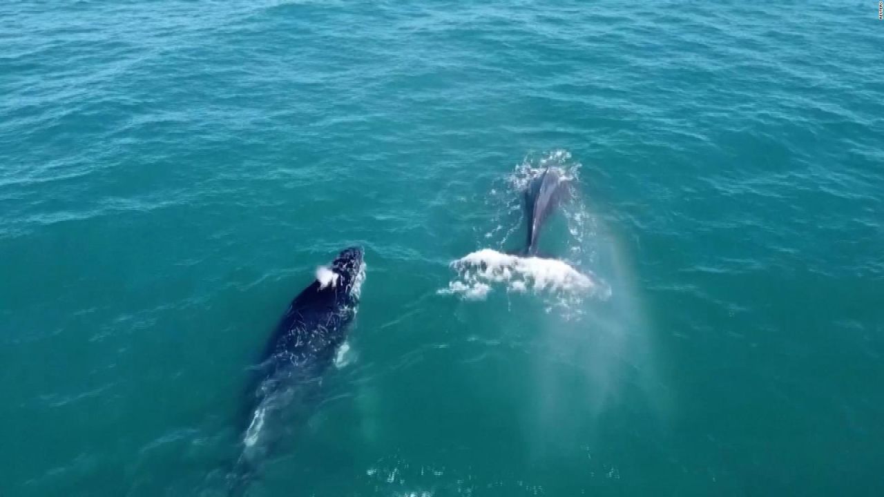 CNNE 1428613 - voluntarios salen a fotografiar ballenas en brasil