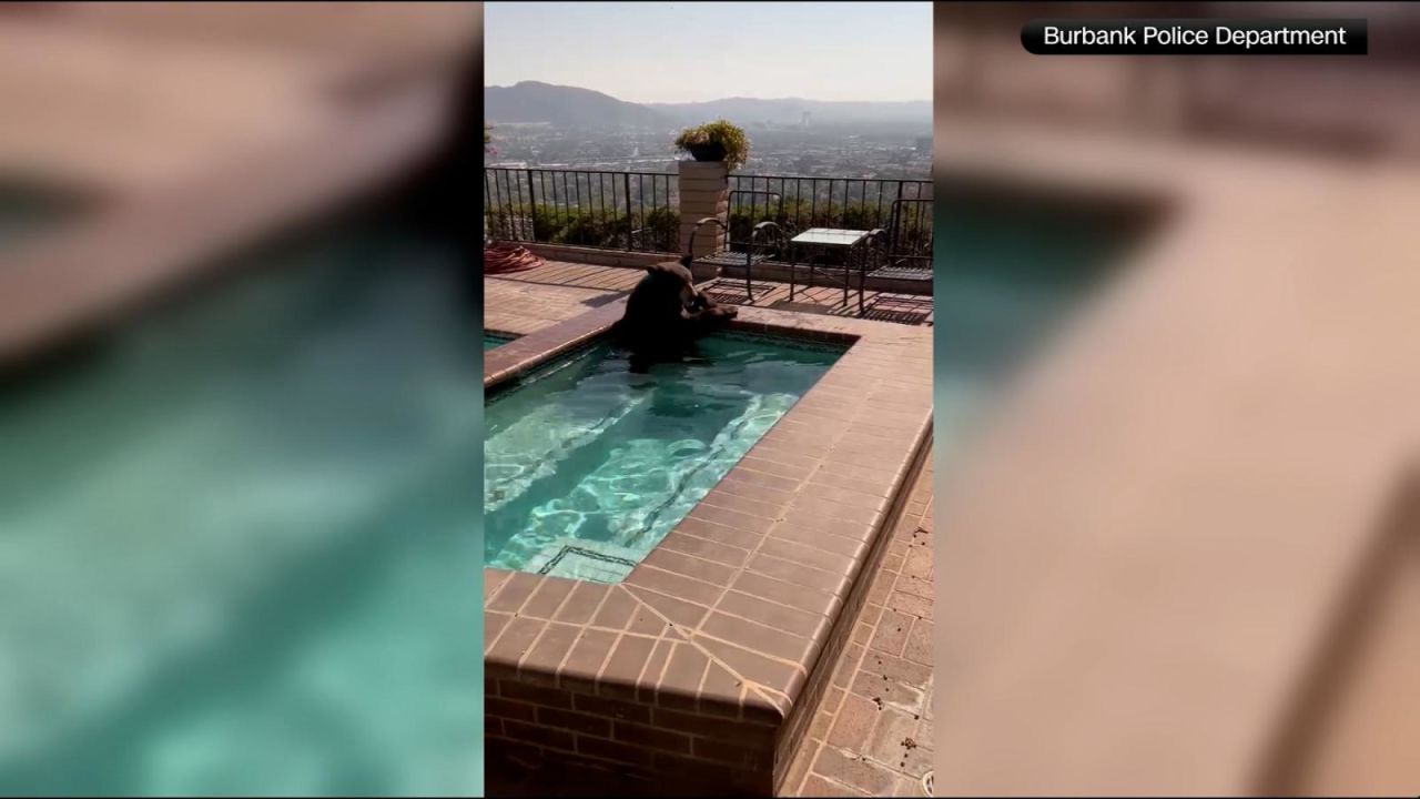CNNE 1429112 - oso se refresca en la piscina de una casa en california