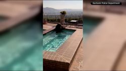 CNNE 1429112 - oso se refresca en la piscina de una casa en california