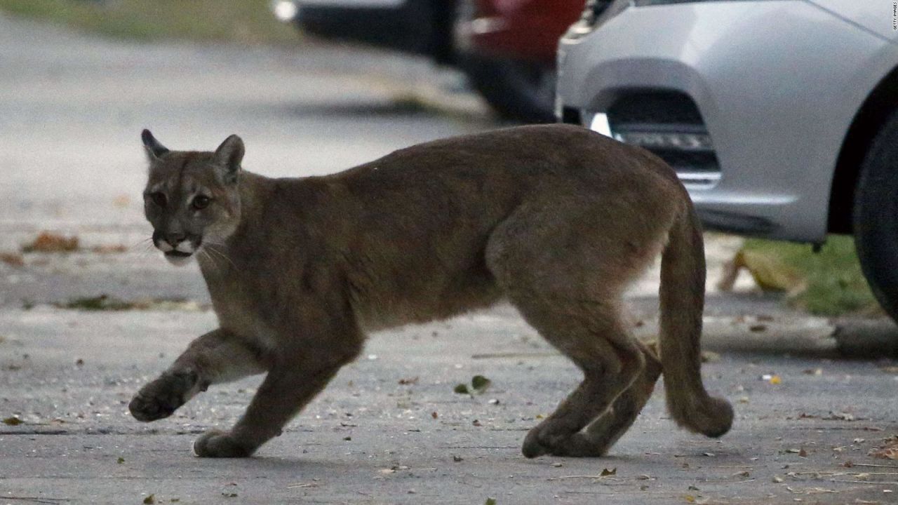 CNNE 1429736 - nino sobrevive al ataque de un puma en el estado de washington