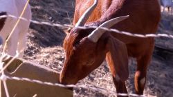 CNNE 1430462 - mira como estas cabras ayudan a prevenir incendios