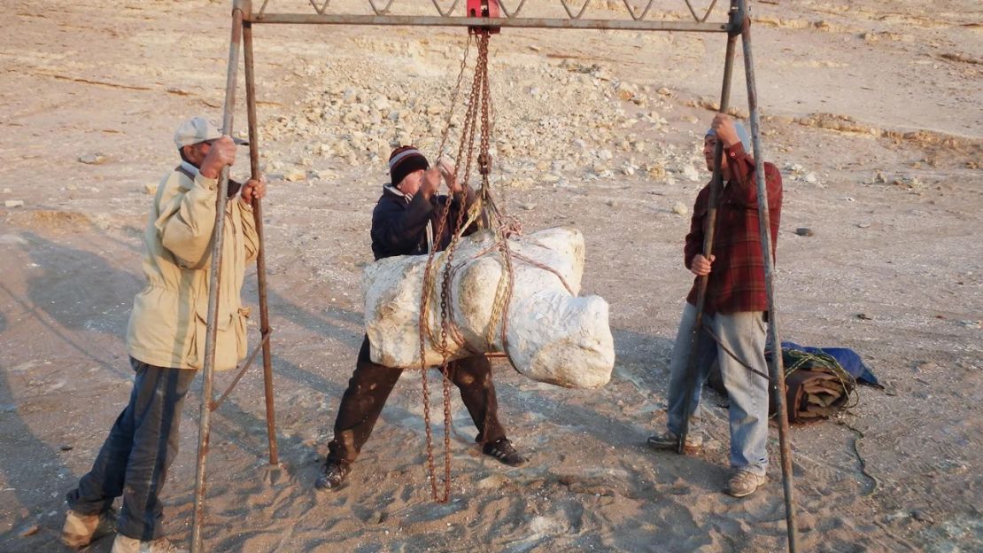 Un ejemplar de Perucetus colossus se prepara para ser transportado desde su lugar de origen. Crédito: Giovanni Bianucci