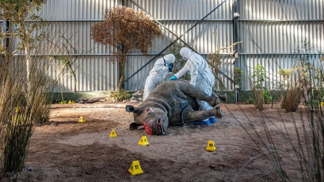 En otra fotografía inusual, se ve a estudiantes de medicina forense en un falso escenario de caza furtiva en la Wildlife Forensics Academy de Buffelsfontein (Sudáfrica). La Academia se creó en 2022 para dotar a los guardabosques y otros funcionarios encargados de hacer cumplir la ley medioambiental de los conocimientos necesarios para recopilar las pruebas forenses vitales para condenar a los cazadores furtivos ante los tribunales.