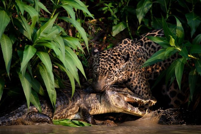 Un jaguar en Brasil sujeta a un caimán por el cuello. Los jaguares son cada vez más raros debido a la deforestación y la caza, pero en la llanura septentrional del Pantanal, declarada Patrimonio de la Humanidad por la UNESCO, aún pueden verse en su hábitat natural.
