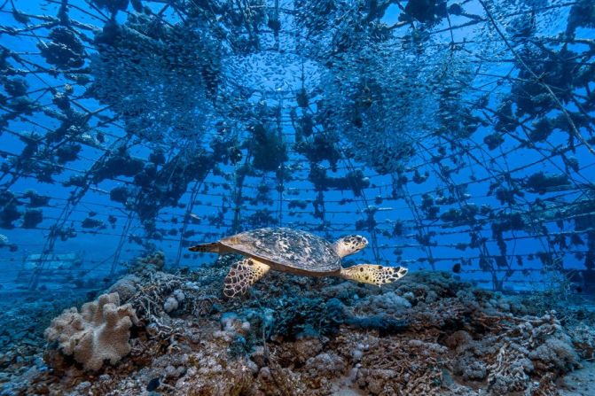 En la foto aparece una tortuga nadando en un arrecife artificial en forma de cúpula (conocido como "iglú") que se construyó y colocó en el mar hace más de 20 años. Después de trasplantar corales al iglú, otros se establecieron de forma natural, atrayendo a muchas especies de peces y otros animales marinos.