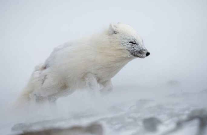 Esta imagen de un zorro ártico barrido por el viento y fotografiado en Svalbard (Noruega) ha recibido una mención especial. Para encontrar comida en todas las estaciones, el zorro tiene que hacer frente a las condiciones extremas del Ártico, algo que puede hacer por su tamaño pequeño y pelaje espeso.