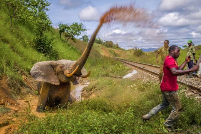 Una foto de un elefante asustado que había sido atropellado por un tren de mercancías en el Parque Nacional de Lopé (Gabón) ganó el premio principal, poniendo de relieve el creciente problema de los conflictos entre el hombre y la fauna salvaje.  →