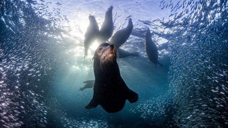 El primer puesto en la categoría "Mundos oceánicos" fue para una foto de leones marinos de California en el Parque Nacional Espíritu Santo de México. Aquí, la especie goza de protección y una zona de prohibición de pesca les proporciona un entorno seguro a estos y otros animales marinos.