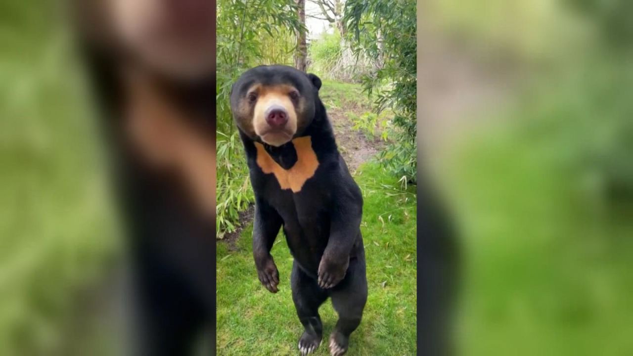 CNNE 1430941 - zoo de inglaterra publica imagen de un oso malayo de pie