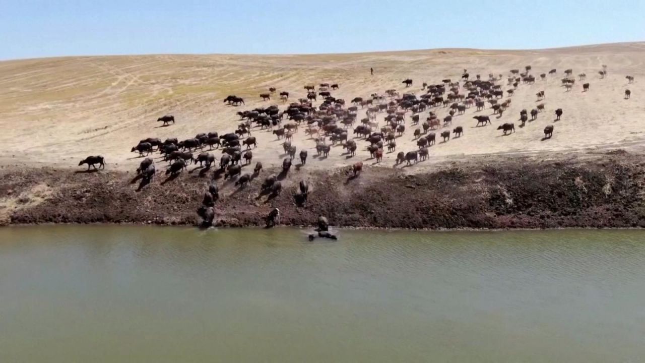 CNNE 1431835 - bufalos sacian la sed en un estanque de agua por sequias en turquia