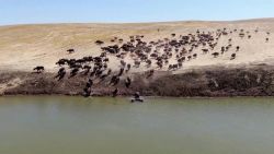 CNNE 1431835 - bufalos sacian la sed en un estanque de agua por sequias en turquia