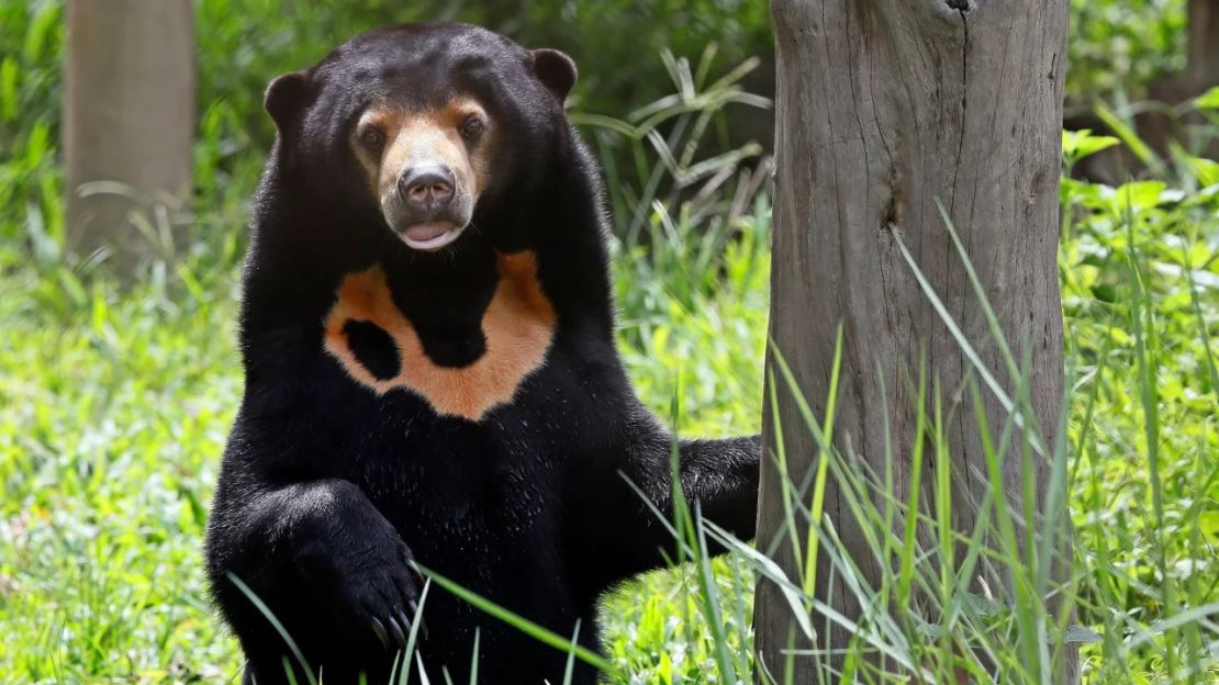 Un oso malayo dentro del centro de rescate de osos de Vietnam, en el parque nacional Tam Dao, en Vinh Phuc, Vietnam, el 9 de julio de 2019.