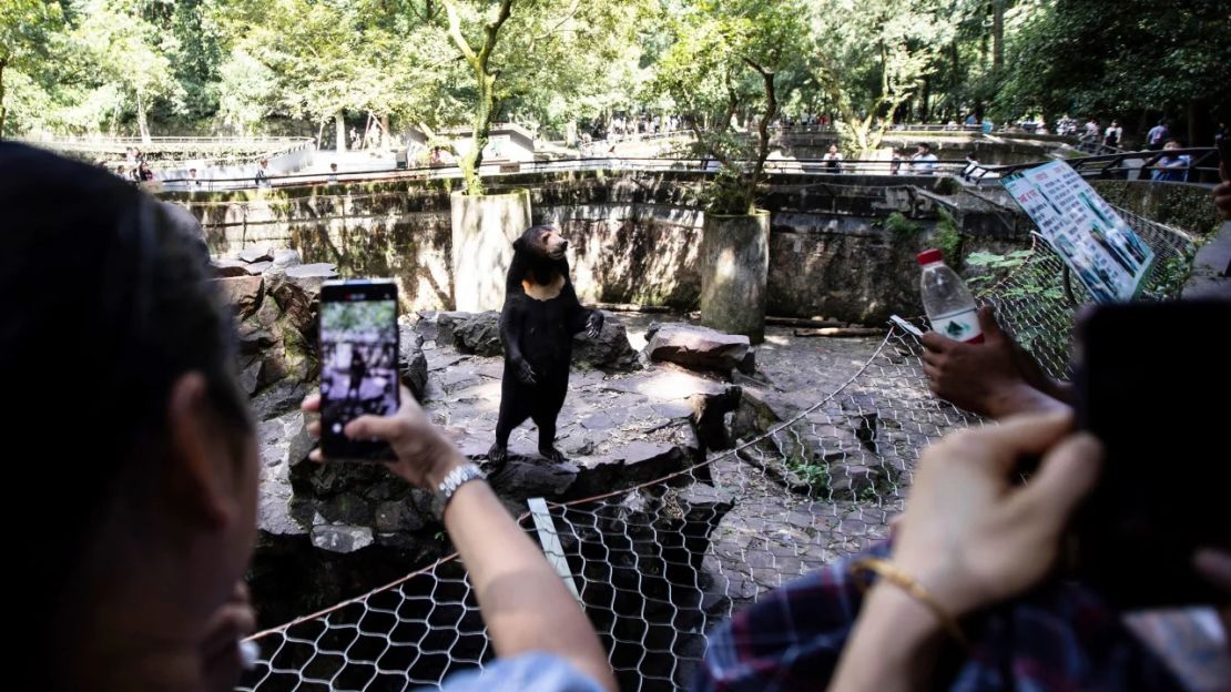 ¿Ayudarán realmente los videos virales a salvar a estos increíbles osos?