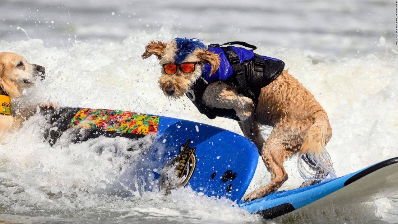 CNNE 1432348 - asi fue el mundial de surf para perros