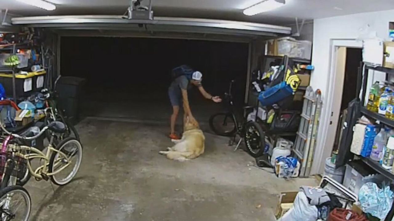 CNNE 1432685 - mira como un golden retriever interrumpe a un presunto ladron de bicicletas