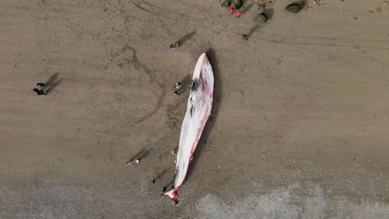CNNE 1433016 - una ballena azul encallo en una playa en el sur de chile