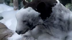 CNNE 1434318 - mira a un oso disfrutar un bano de burbujas por "accidente"