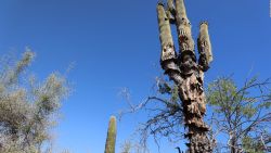 CNNE 1434689 - el nino afectara mayormente a las industrias de america latina