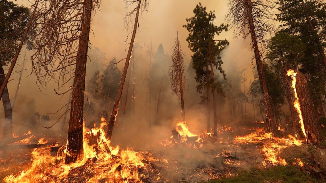 El Oak Fire arde entre los árboles el 24 de julio de 2022, cerca de Jerseydale, California. Si estás atrapado al aire libre durante un incendio, intenta encontrar rutas de escape cuesta abajo. Crédito: Justin Sullivan/Getty Images