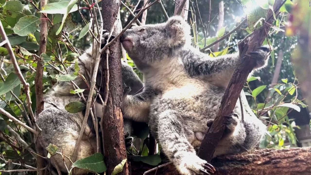 CNNE 1436522 - una koala predice el resultado de inglaterra-australia