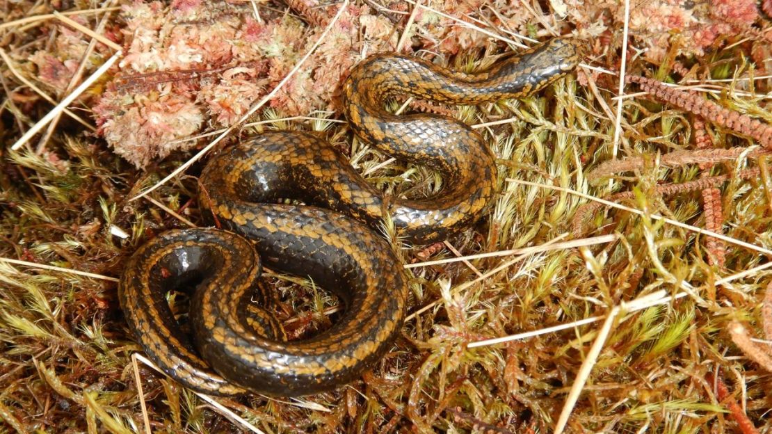 Tachymenoides harrisonfordi en su hábitat en Perú. Crédito: E. Lehr