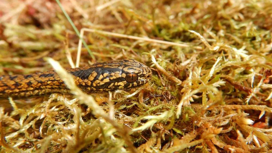 Tachymenoides harrisonfordi en los humedales peruanos. Crédito: E. Lehr