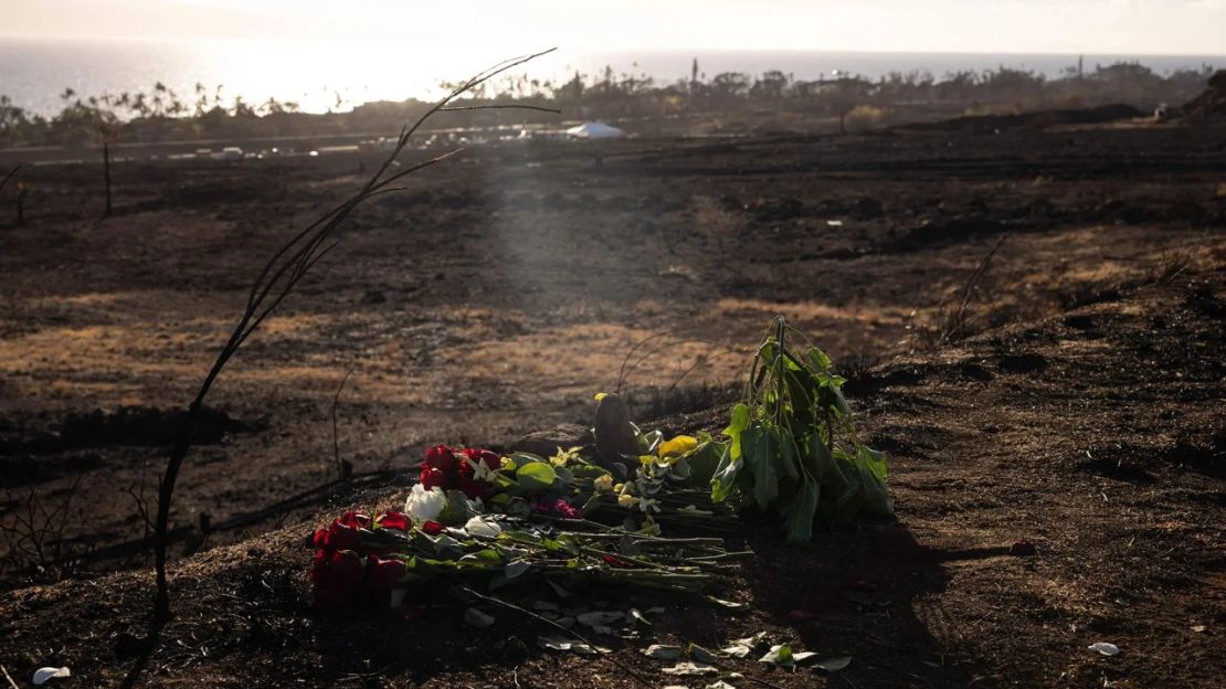 Una ofrenda de flores fue dejada en el suelo tras los incendios en Lahaina, Maui, 16 de agosto de 2023. Crédito: Yuki Iwamura/AFP/Getty Images