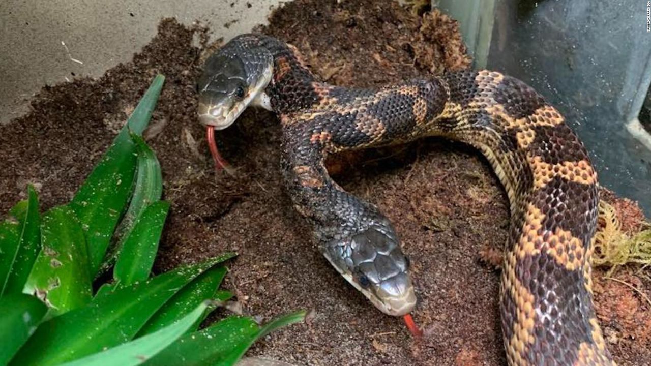 CNNE 1438401 - esto sucede cuando hay desacuerdo entre las dos cabezas de esta serpiente