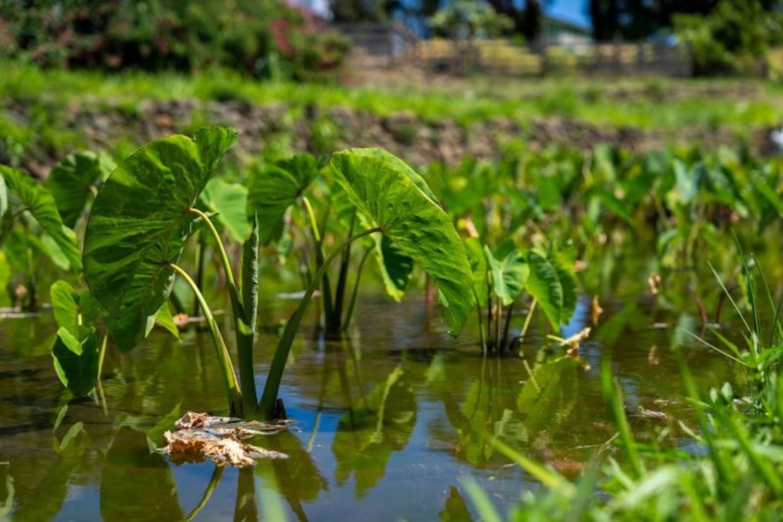 Plantas de taro en la granja familiar de Hokuao Pelligrino, en Wailuku, Maui, el 20 de agosto de 2023.