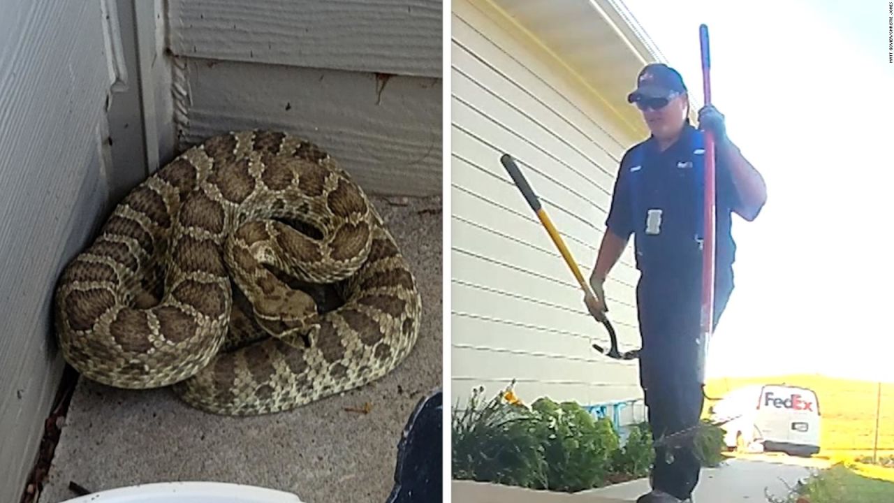 CNNE 1443089 - empleado de fedex se enfrenta a una serpiente venenosa