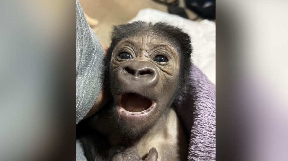 Kaius solo pesaba 2,2 kilos al nacer, un tamaño medio para un gorila recién nacido. Crédito: Chad Staples/Mogo Wildlife Park