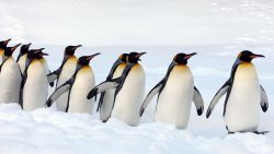 CNNE 1443979 - los pinguinos emperador, en peligro de extincion