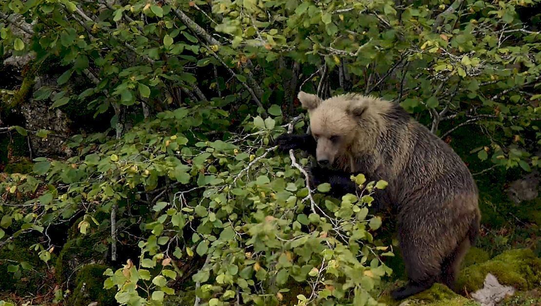 Los osos pardos se han recuperado de manera extraordinaria en Cantabria.