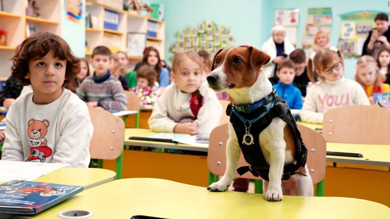 CNNE 1444348 - conoce a patron, el "perro embajador" de ucrania