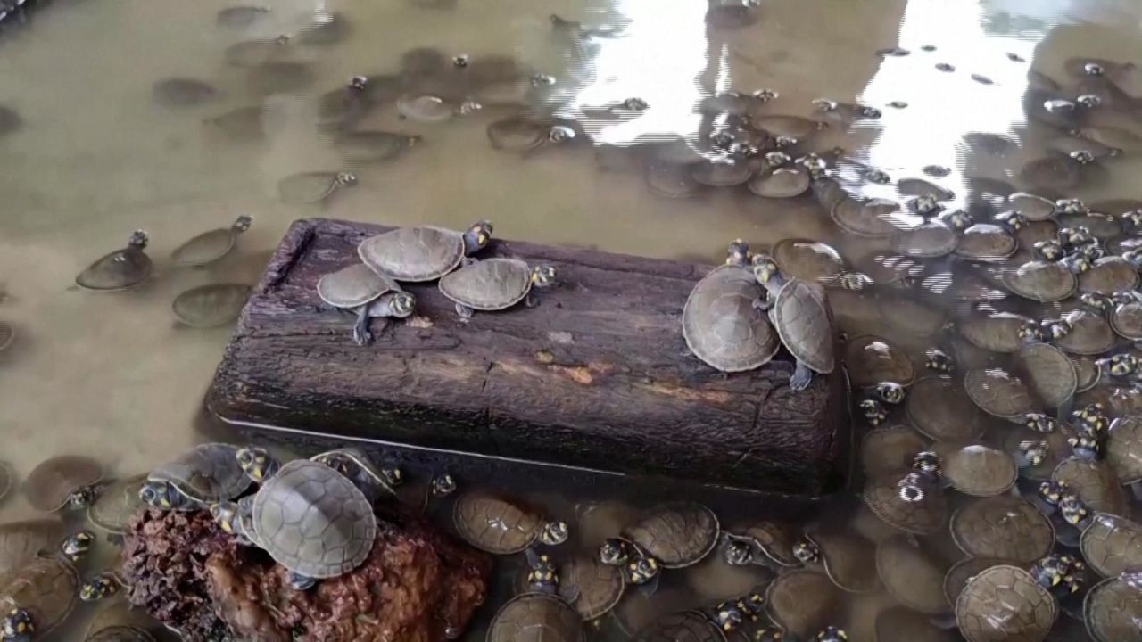 CNNE 1444813 - mira como liberan a unas 1-200 tortugas bebes en colombia