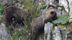 CNNE 1446001 - el oso pardo, del  borde de la extincion a la "recuperacion"