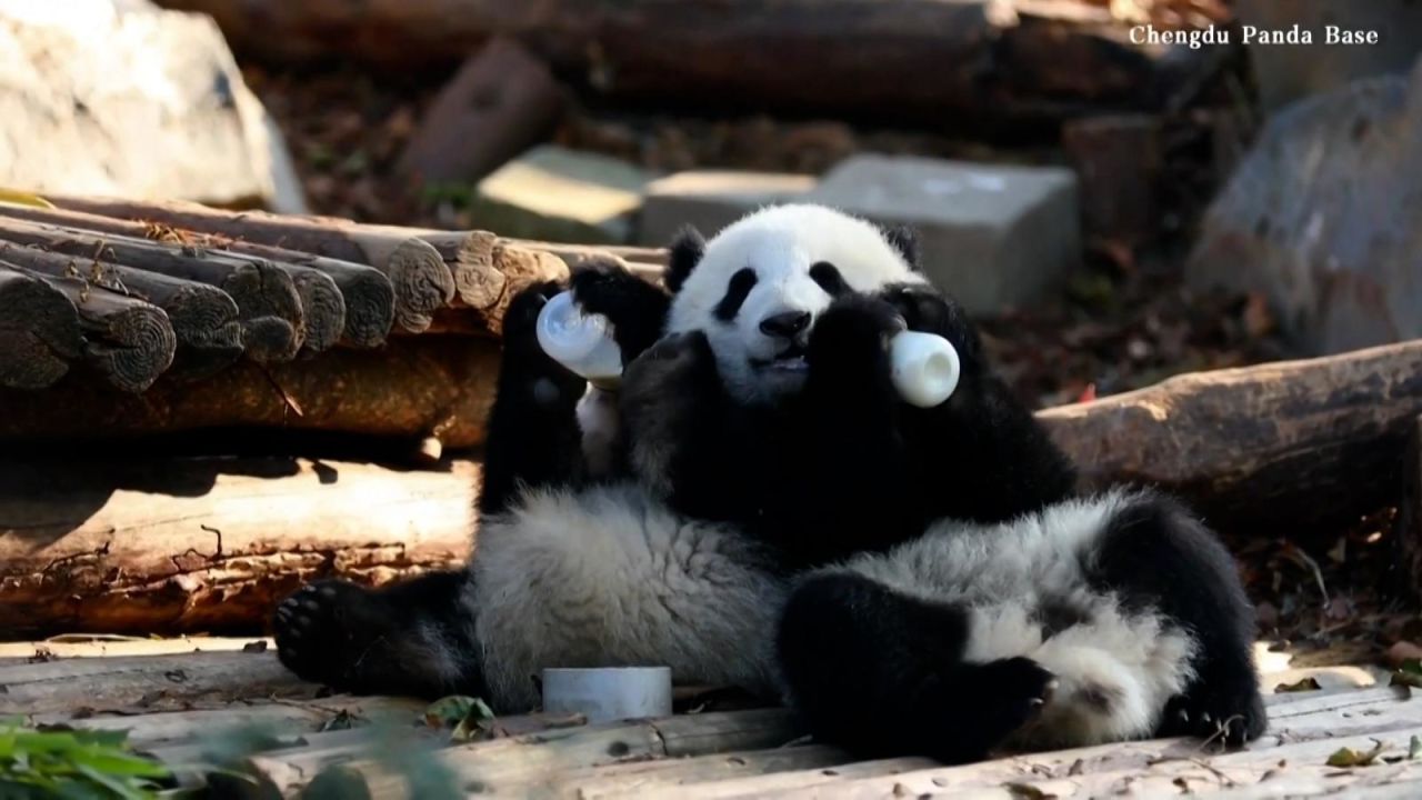 CNNE 1446530 - el tierno momento en el que unos pandas bebes comen en china