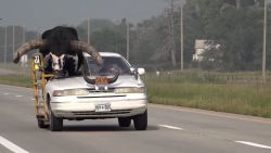 CNNE 1447002 - un hombre lleva un toro en el asiento delantero de su auto