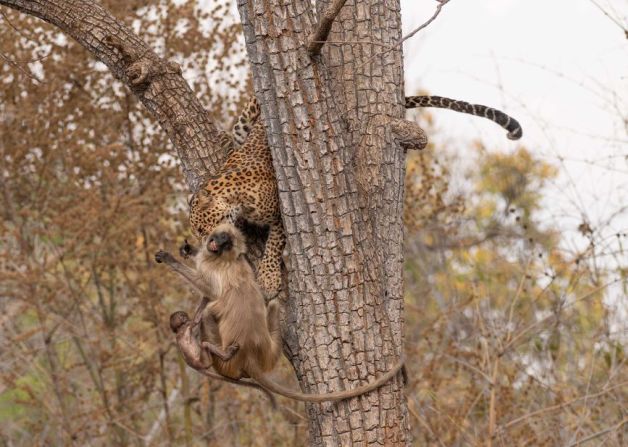 Afroj Sheikh capta una dura escena para su fotografía ganadora en la categoría "Comportamiento animal": un leopardo ataca a una madre y su cría de langur.