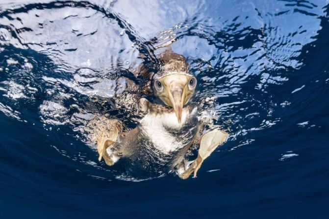 Uno de los ganadores de la categoría "Retratos de animales" es Suliman Alatiqi, que capta una especie de ave marina llamada piquero pardo, que se zambulle de cabeza en el océano para alimentarse.